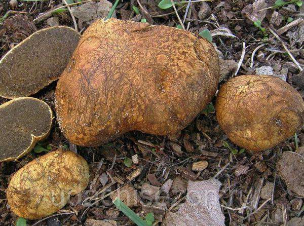 Трюфель местный