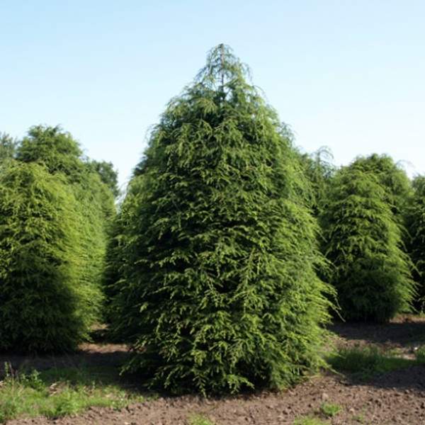 Тсуга канадская