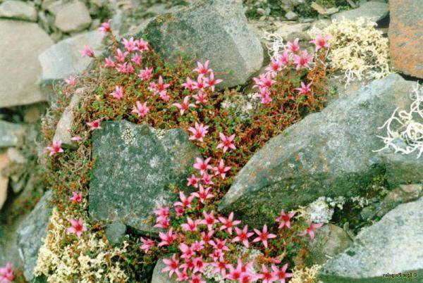 Цветок "Камнеломка"