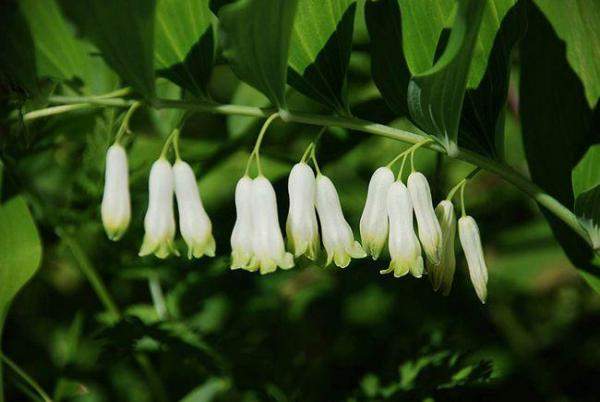 Цветок "Купена"