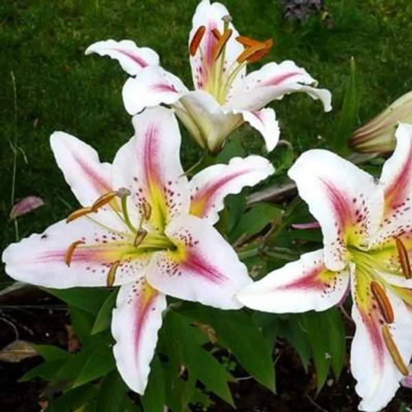 Цветок "Лилия Восточная"