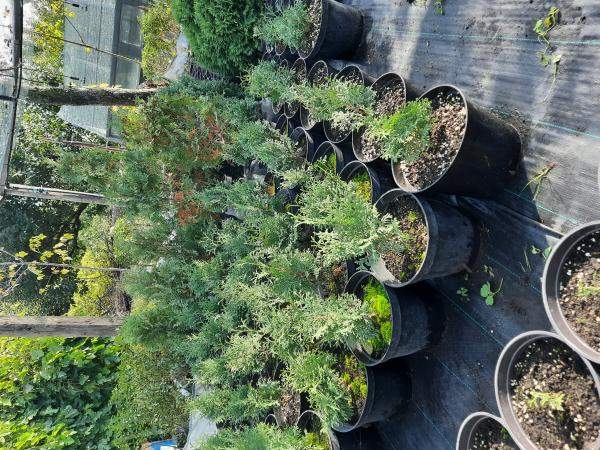 Туя Дегрут Спайр