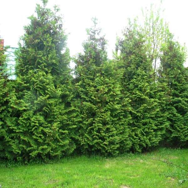 Туя западная Брабант