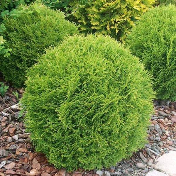 Туя западная Даника