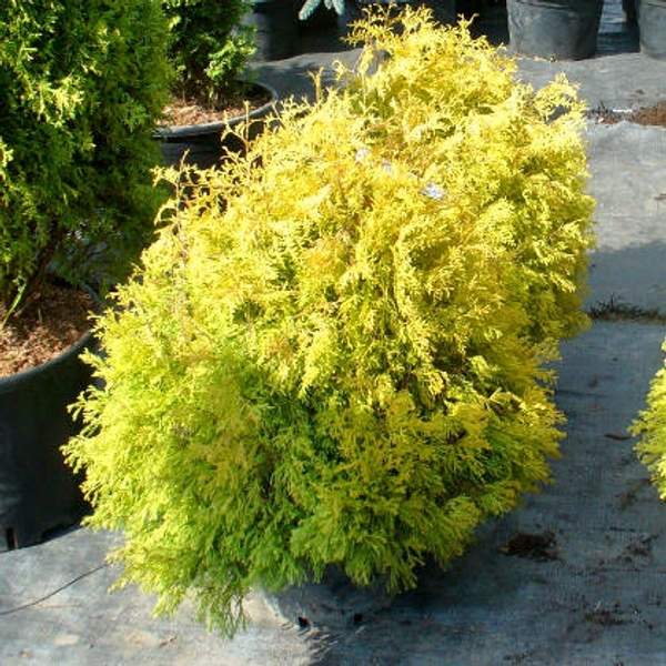 Туя западная Рейнголд