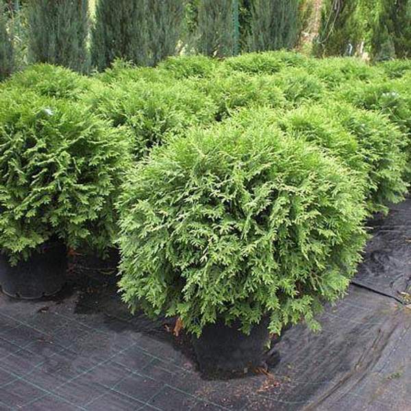 Туя западная Woodwardii