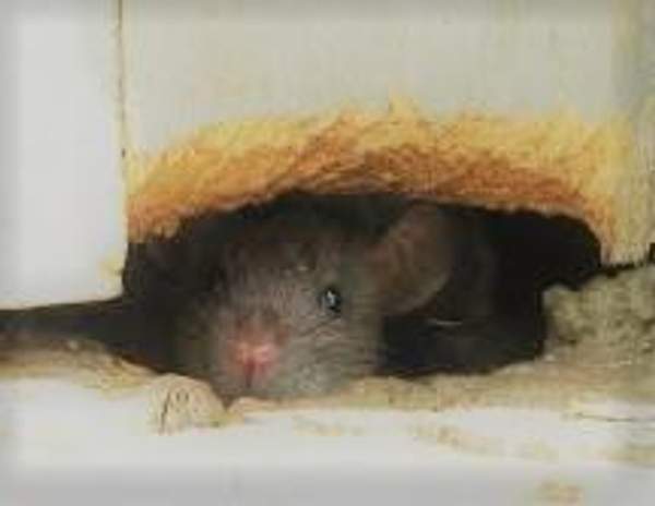 Уничтожение крыс