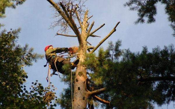 Валка деревьев
