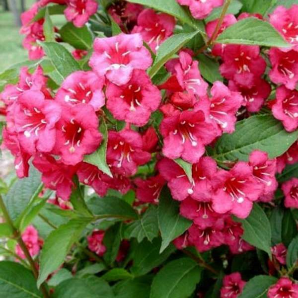 Вейгела Бристол Руби