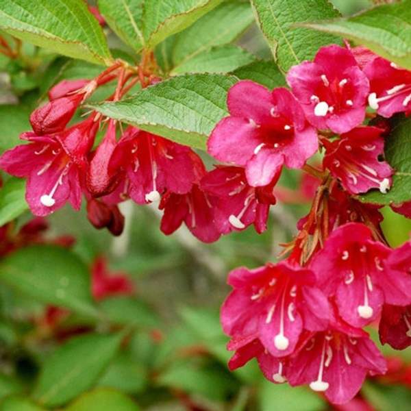 Вейгела Ева Ратке