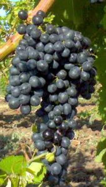 Виноград сорта Аттика (бескосточковый)