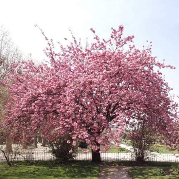 Вишня мелкопильчатая