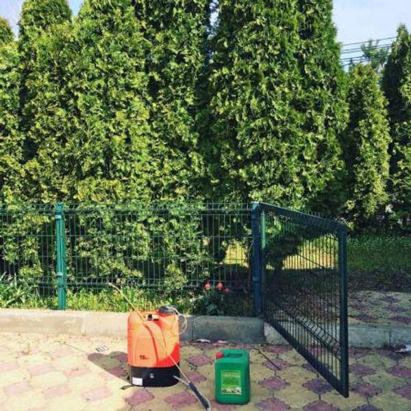 Возведение живой изгороди