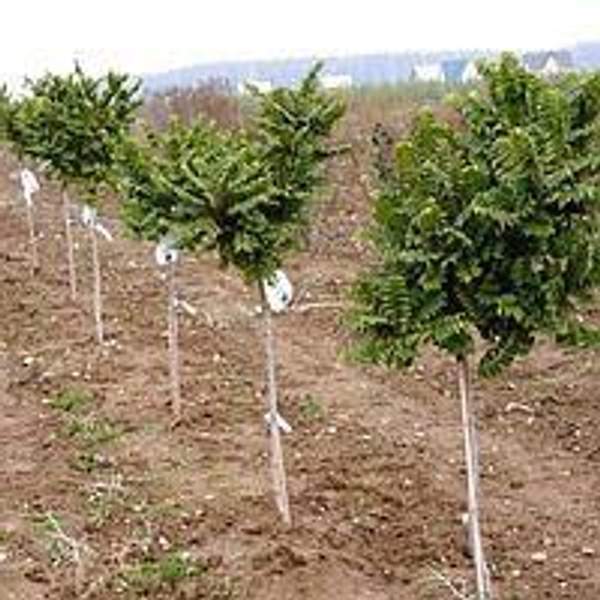 Вяз голландский Вредей