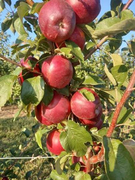 Яблоки Моди первого сорта, калибр 70+ оптом напрямую от фермерского хозяйства