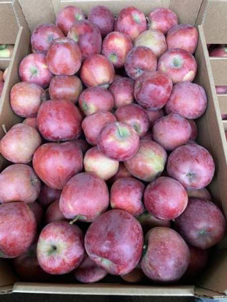Яблоки оптом Джеромини 1 сорт 65+ напрямую из садов