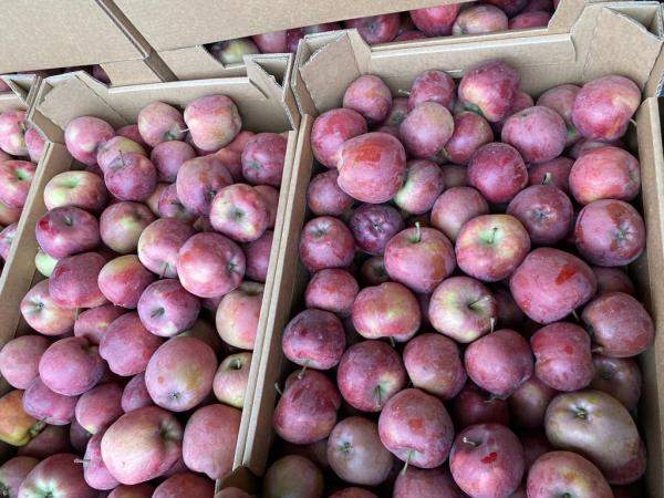 Яблоки оптом Джеромини, второй сорт калибр 65+, напрямую с садов