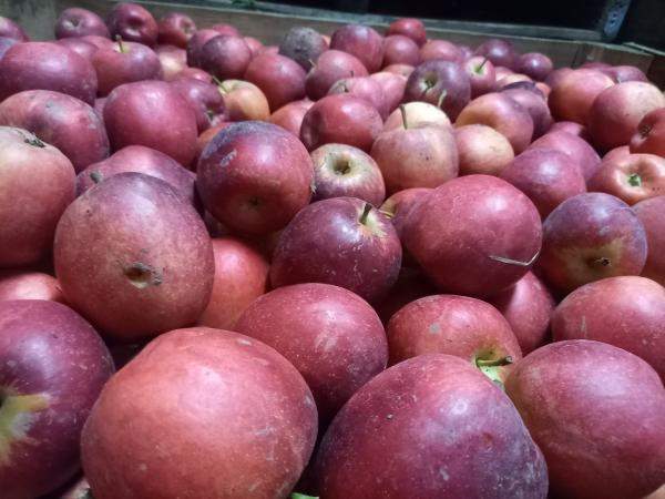 Яблоки оптом Моди 70+ напрямую от КФХ