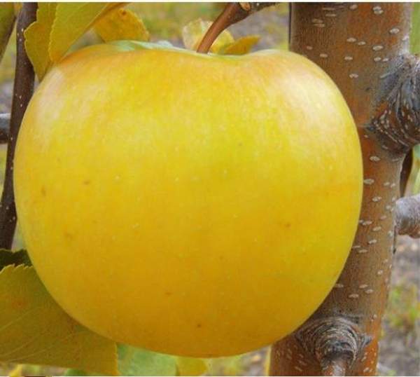 Яблоня Антоновка обыкновенная