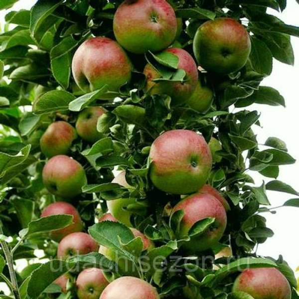Яблоня "Арбат" колонновидная