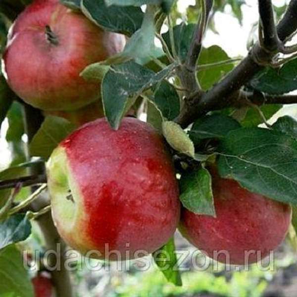 Яблоня Беркутовское