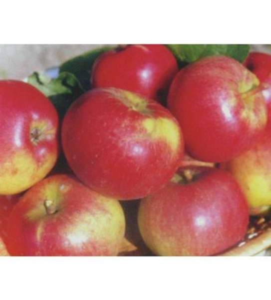 Яблоня "Иедзену"