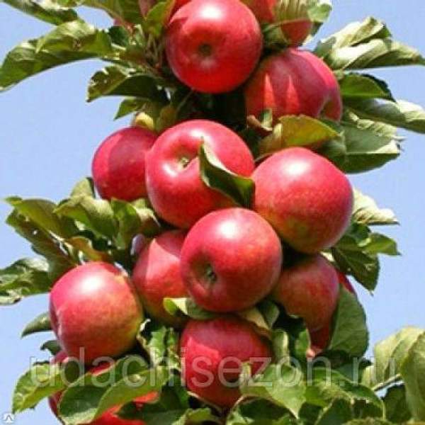 Яблоня "Останкино" колонновидная (осенний сорт)