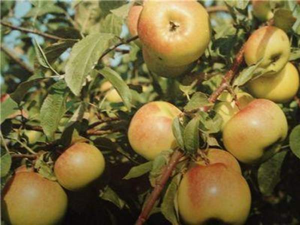 Яблоня "Теллисааре"