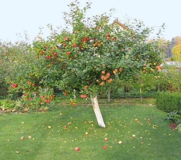 Яблоня "Уэлси"