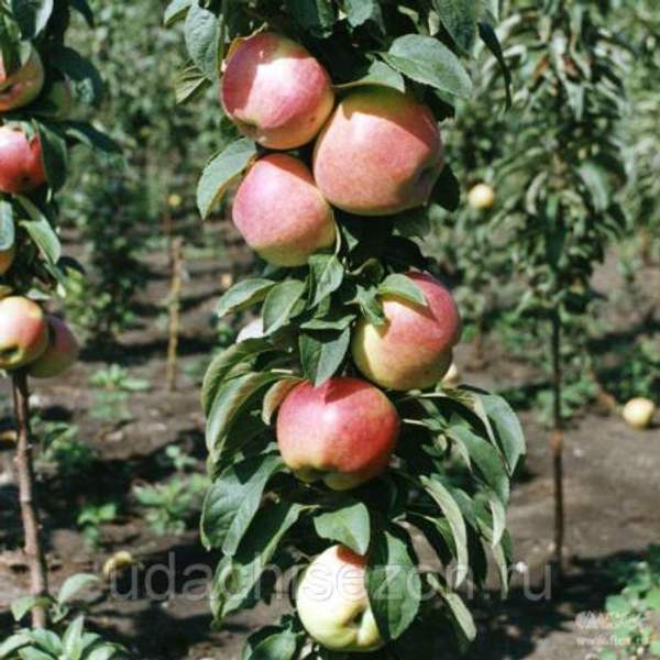 Яблоня "Валюта" колонновидная (зимний сорт)