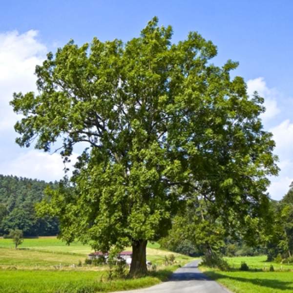 Ясень обыкновенный