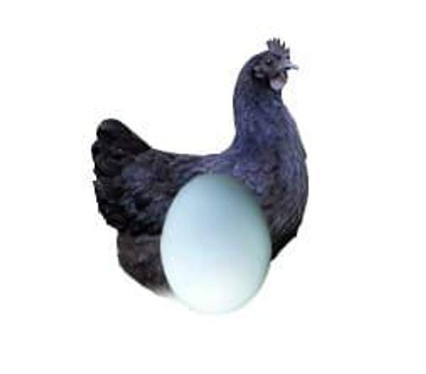 Яйцо куры ухейилюй инкубационное