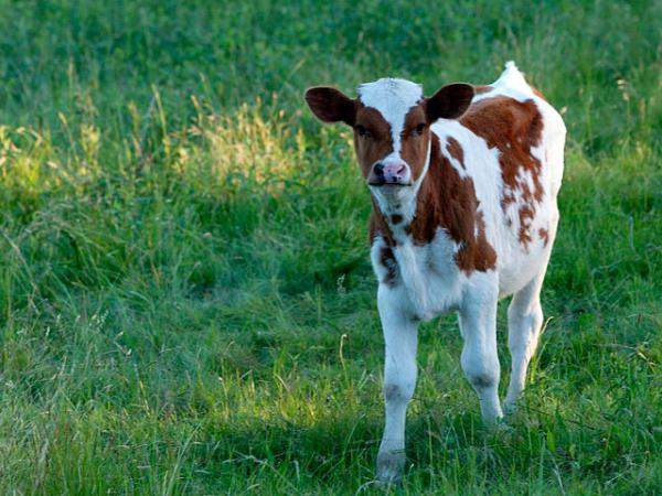 Заменитель цельного молока (ЗЦМ) Пролак 16