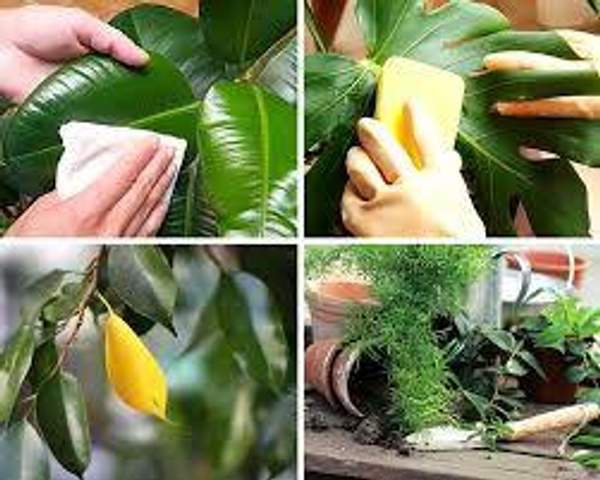 Защита и борьба с болезнями и паразитами комнатных растений