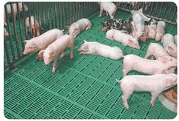 Защитное покрытие пола свинофермы