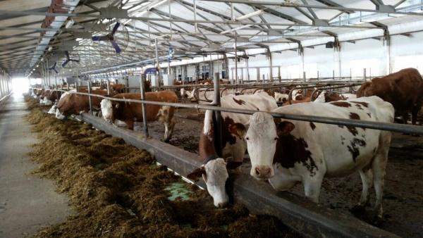 Завод молочный модульный по переработке до 10000 литров молока