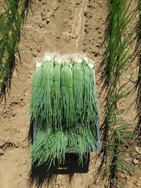 Зеленый лук оптом