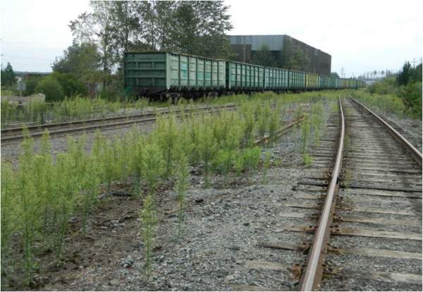 Жд тупик, 1900 м, рабочий, промышленная земля 4,3 Га., газ, 1 клас опасности