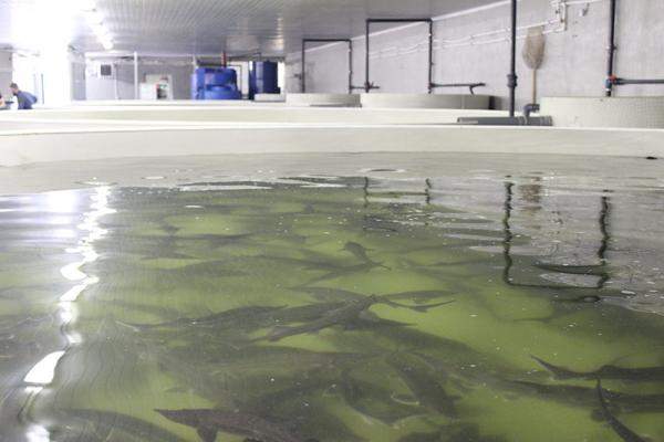 Живая форель (опт)