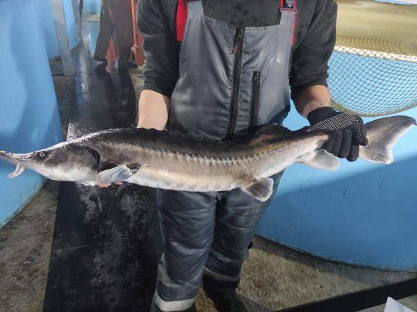 Живой осетр 3-4 кг (опт)