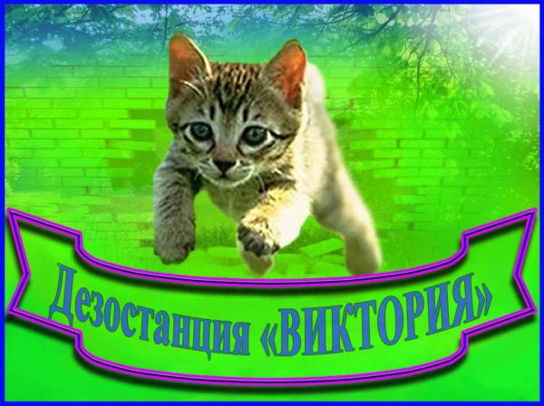 Дезостанция«ВИКТОРИЯ».               Оказываем услуги по дезинфекции,               уничтожению грызунов (дератизация)