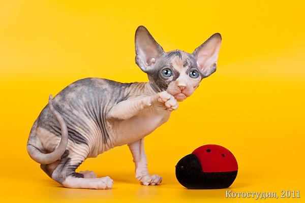 Очаровашка - Эльф,  Бамбино,  канадский сфинкс,  Двэльф . — фото 2