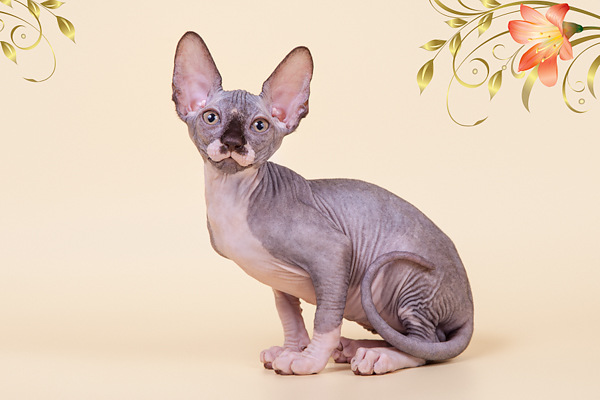 Очаровашка - Эльф,  Бамбино,  канадский сфинкс,  Двэльф . — фото 3