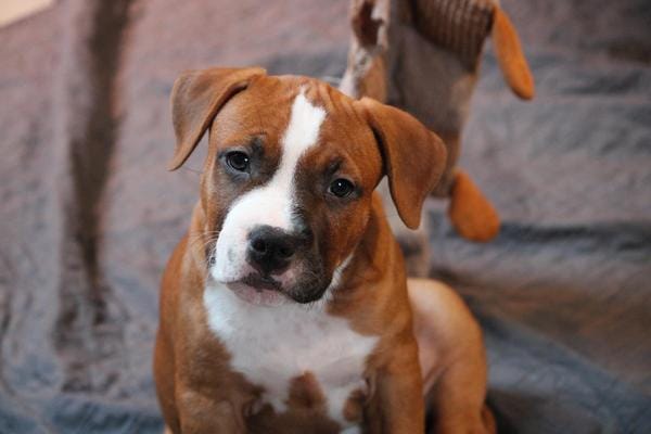 Американский стаффордширский терьер — фото 6