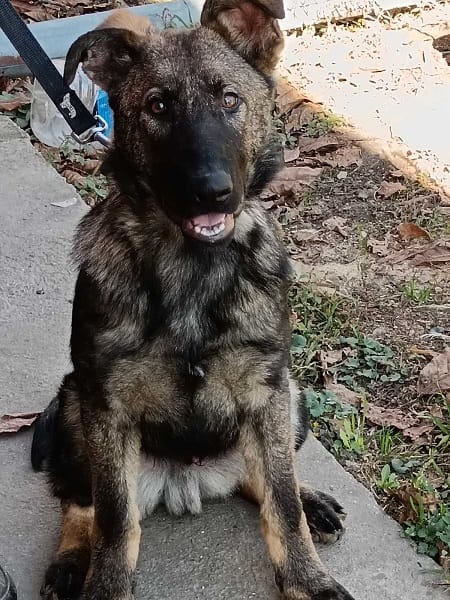 Кученца от немска овчарка — фото 6