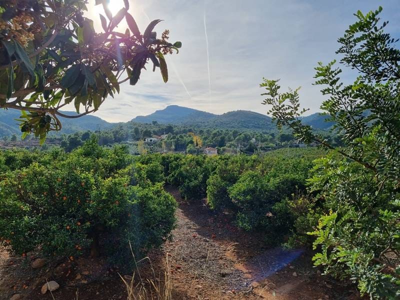 ПЛАНТАЦИЯ МАНДАРИНОВ В ИСПАНИИ — фото 30