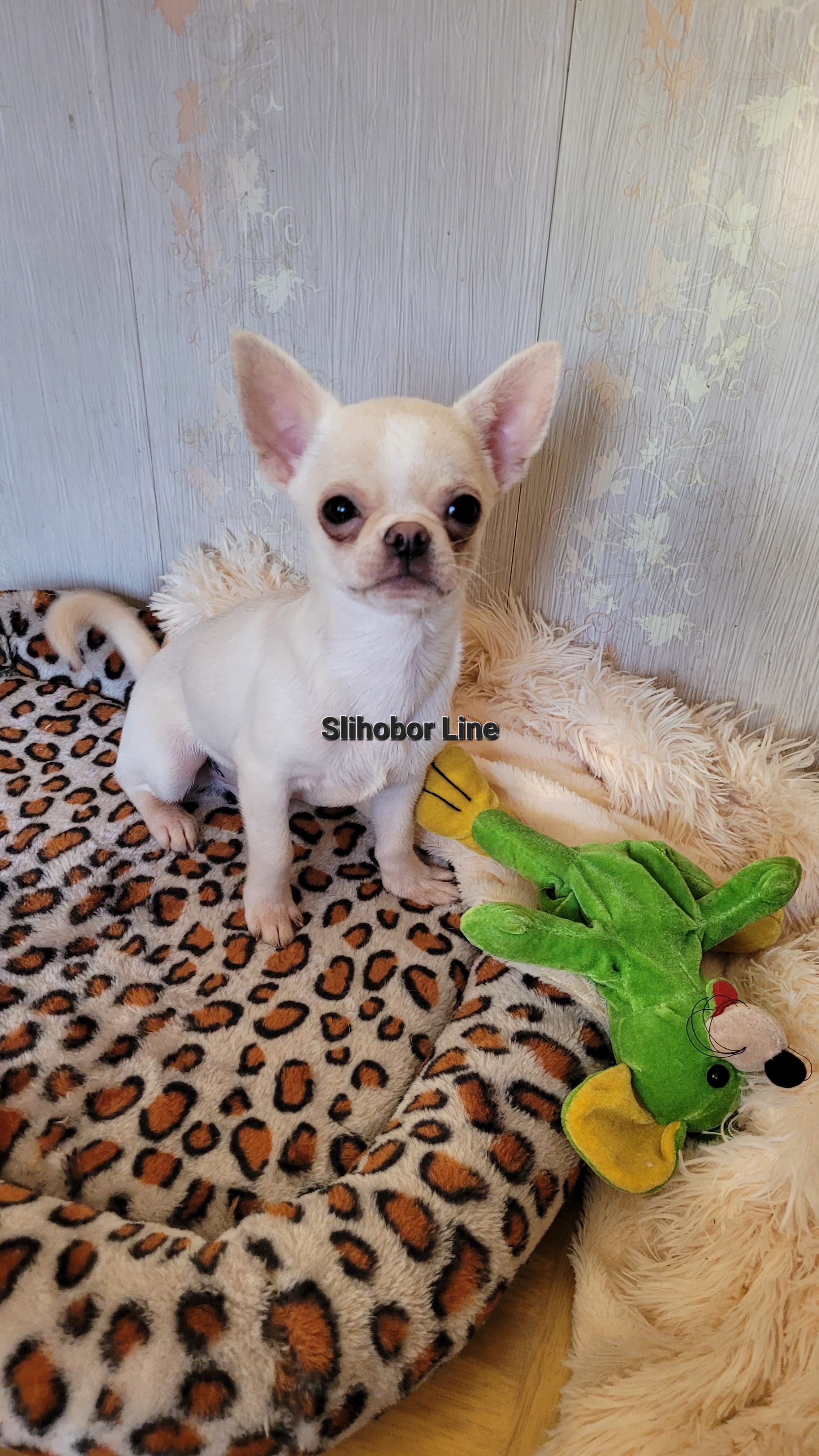 Шикарный Чихуахуа мальчик