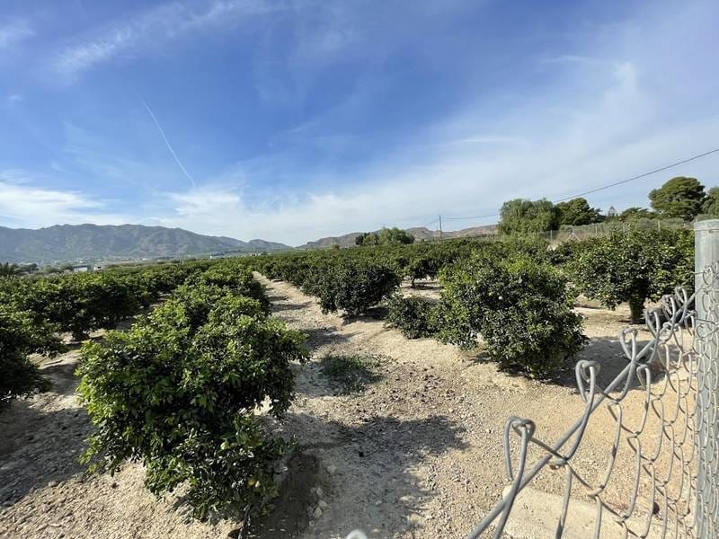 ПЛАНТАЦИЯ ЦИТРУСОВЫХ В ИСПАНИИ — фото 6