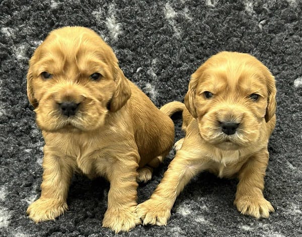 Щенки английского кокер-спаниеля — фото 2