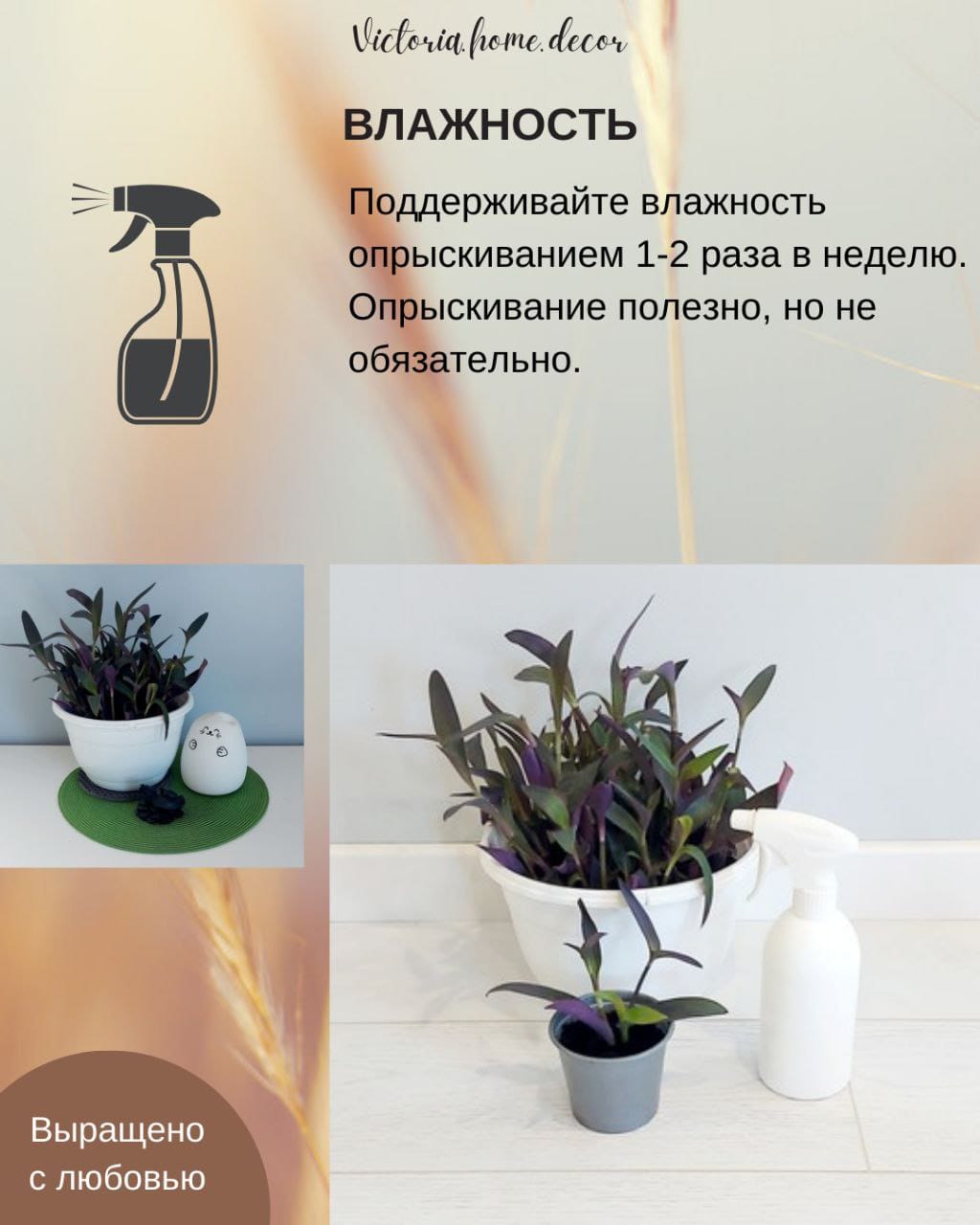 Традесканция Setcreasea-Pallida Purpurea / Сеткреазия-Паллида пурпурная — фото 11